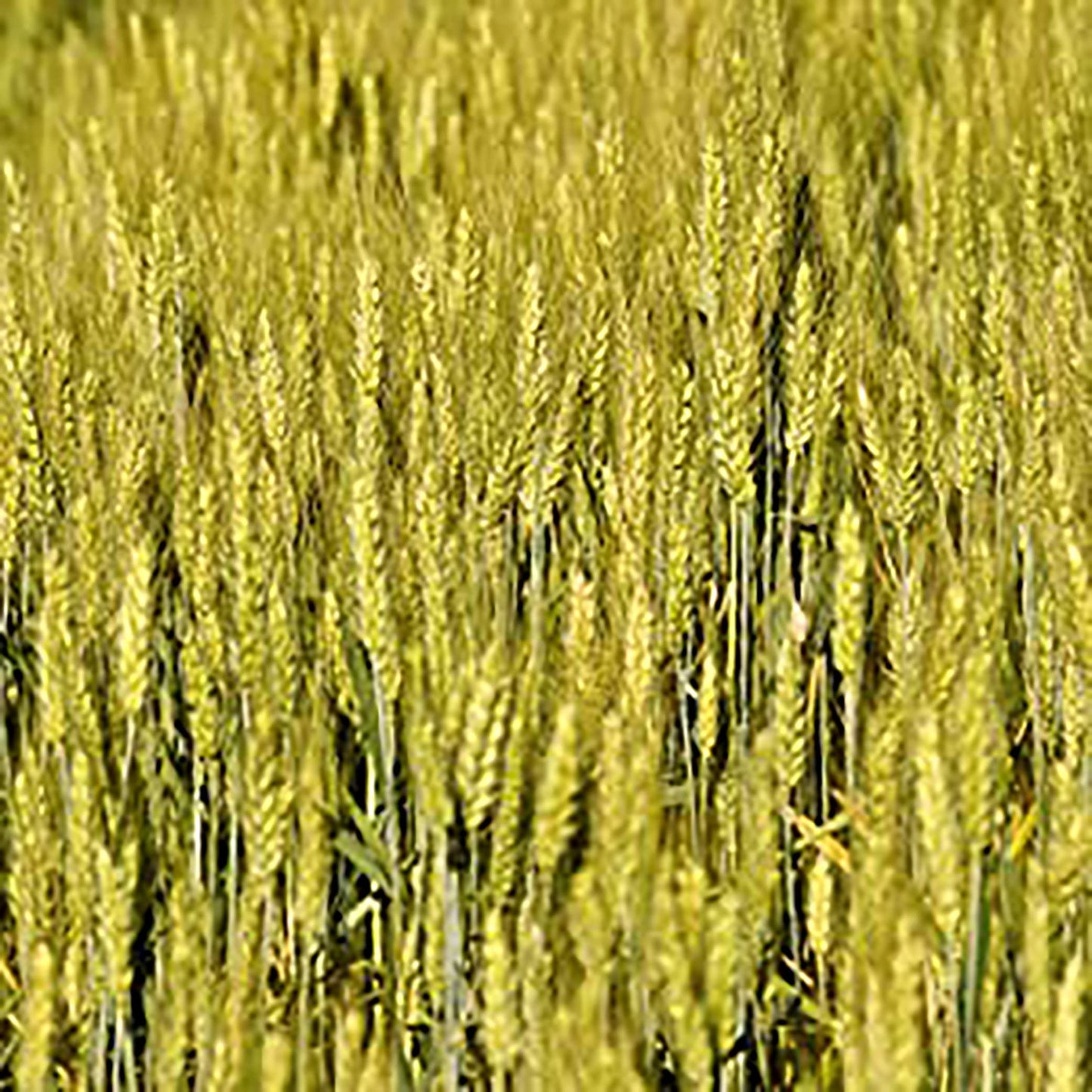 Rawseed Organic Brown Whole Grain African Teff 2Lbs (1Pack 2Pack & 3Pack)