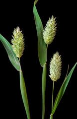 Raw Garden Canary Seed (Alpiste)